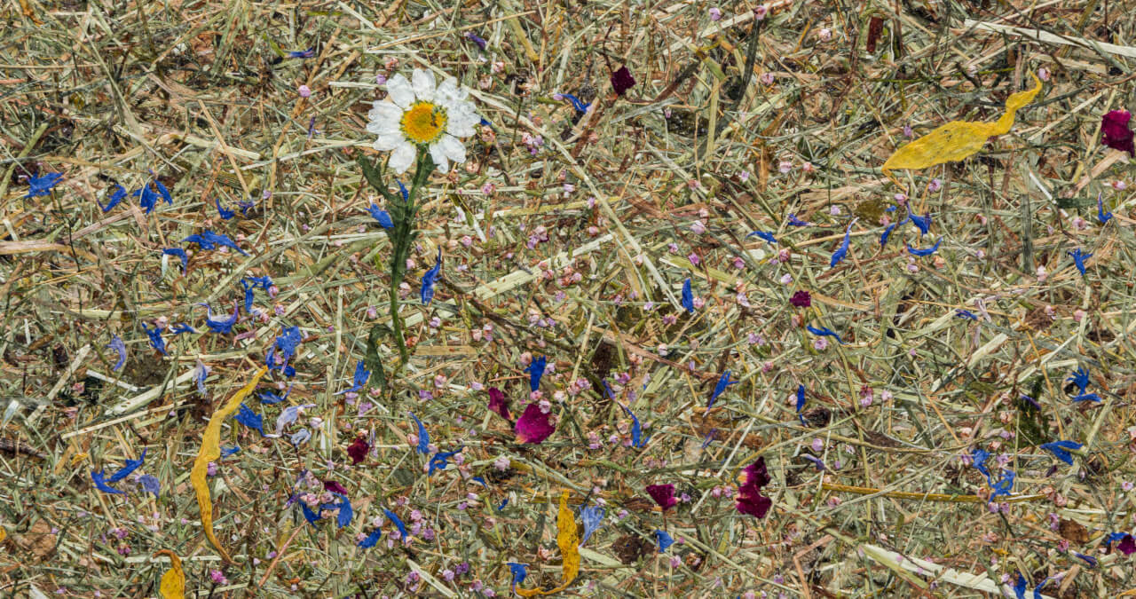 Hay- Organoid Natural Surface Hay- Organoid Natural Surface